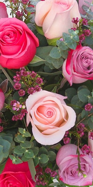 17 Lovely Roses