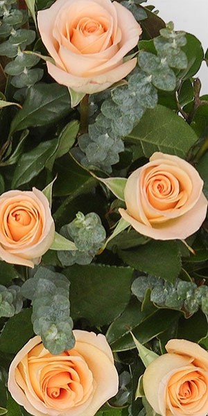 1-Dozen Peach Roses