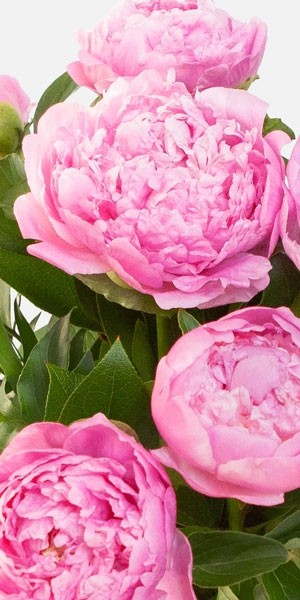 Pink Peony Bouquet 