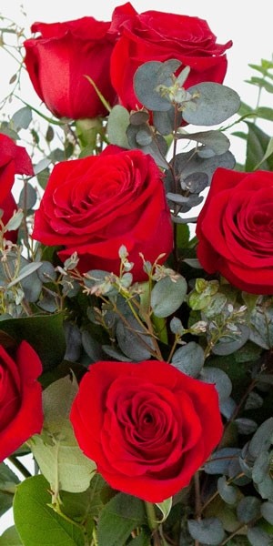 1-Dozen Red Rose Bouquet