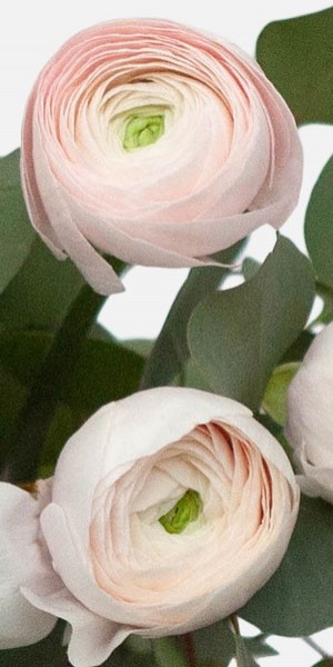 Blush Ranunculus Bouquet
