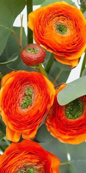 Orange Ranunculus Bouquet