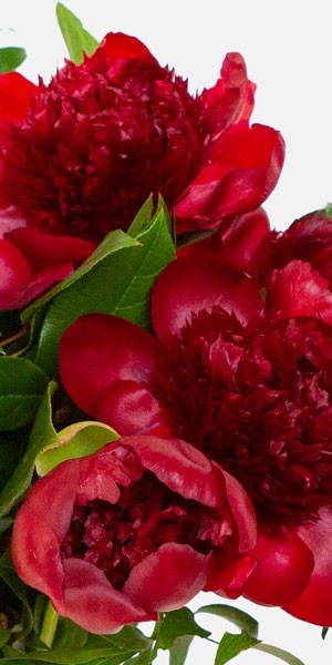 Red Peony Bouquet 