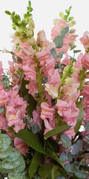 Pink Snapdragon Bouquet