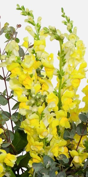 Yellow Snapdragon Bouquet
