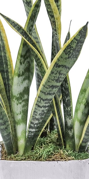 Snake Plant in Large Linen Pot - DISCONTINUED