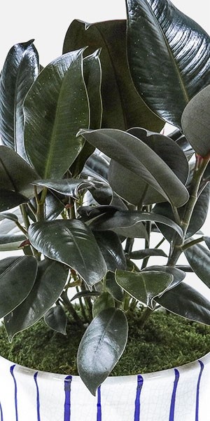Rubber Tree in Ripple Pot-DISCONTINUED