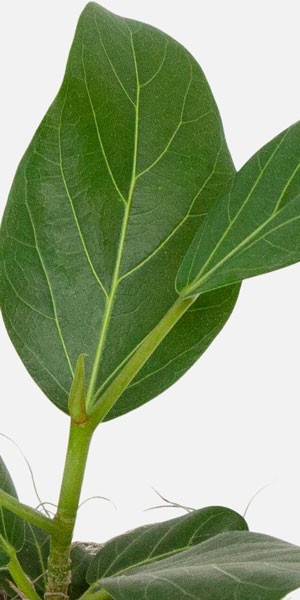 Ficus Audrey - Piccolo