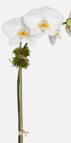 Classic 1-stem Phalaenopsis in Ceramic