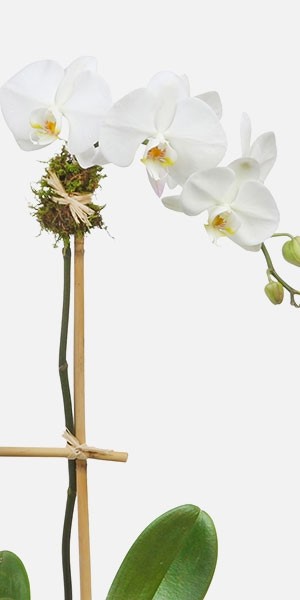 Desert Phalaenopsis