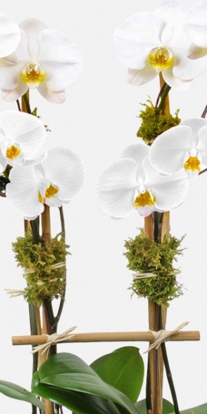 4-Stem Orchid Plant