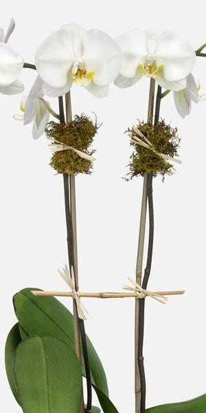 Ash 2-Stem Phalaenopsis