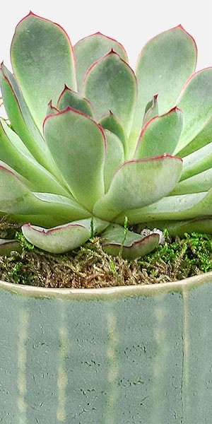 Large Succulent in Palmero Pot
