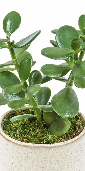 Jade Plant in Medium Croix Cup