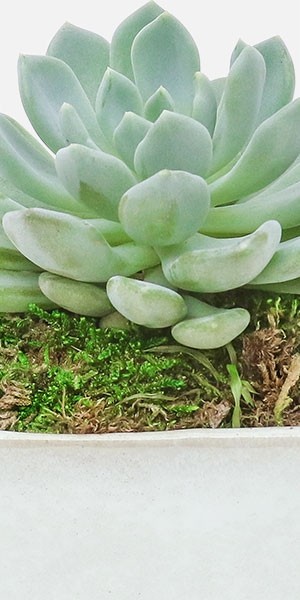 Mini Verge Succulent