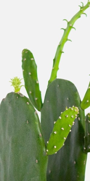Prickly Pear Cactus - Medio