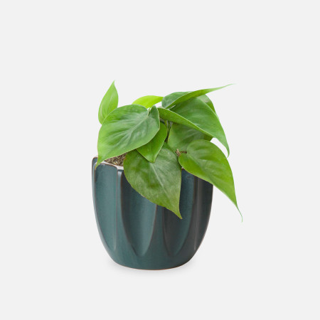 Philodendron Green - Piccolo