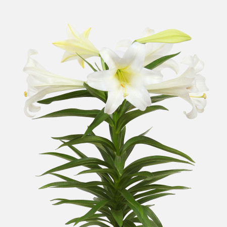 Single Easter Lily