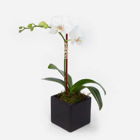 Mini White Phalaenopsis in Cube