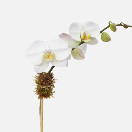Ash 1-Stem Phalaenopsis