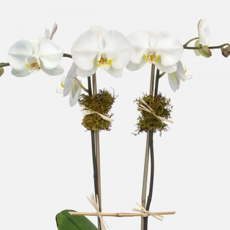 Sharona 2-Stem Phalaenopsis