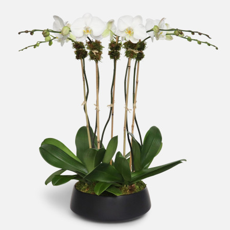 5-Stem White Phalaenopsis