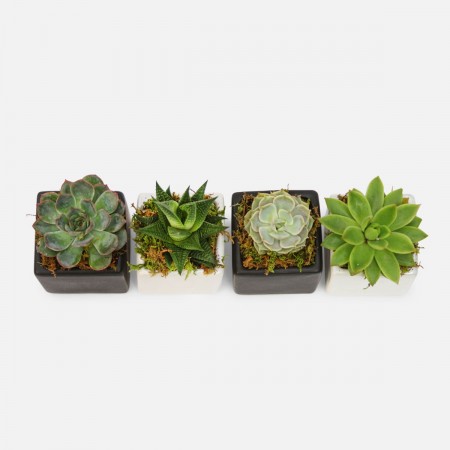 Four of a Kind Mini Succulents