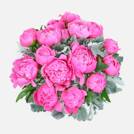 Stunning Pink Peonies Flowers