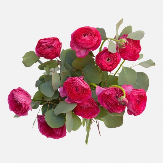 Bright Pink Ranunculus Bouquet New Baby