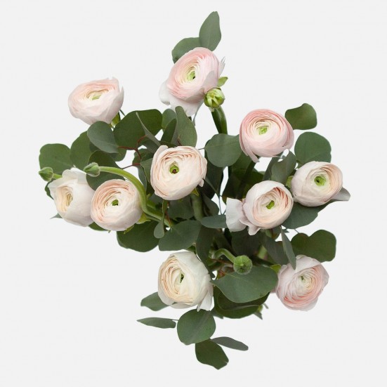 Blush Ranunculus Bouquet I'm Sorry