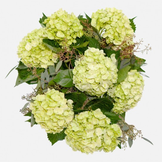 Lime Green Hydrangeas Mother's Day