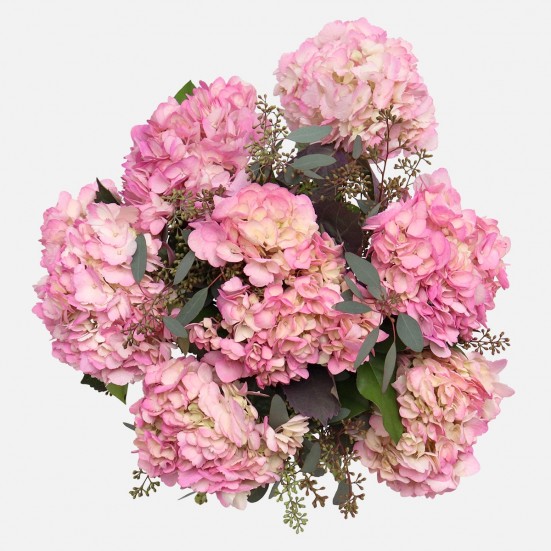 Pink Tint Hydrangeas Bouquets