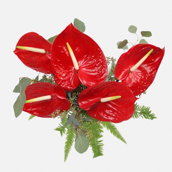 Red Anthurium Bouquet  New Baby