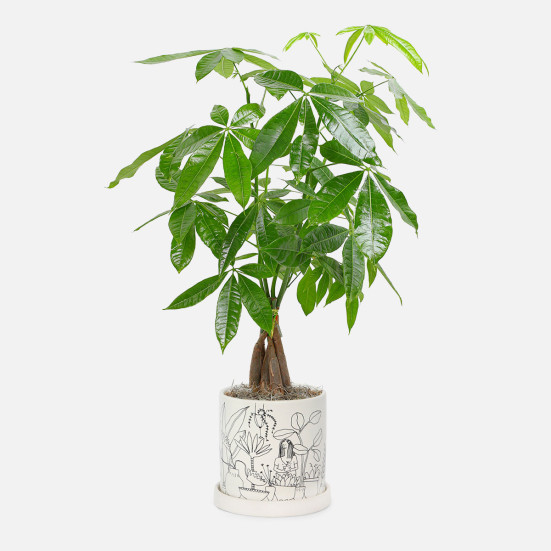 Money Tree - Medio Plants for Mom