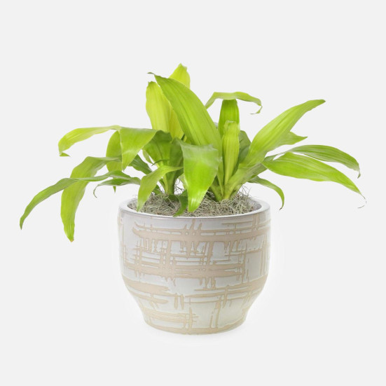 Dracaena Limelight - Medio Plants