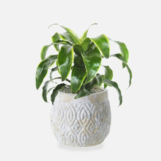 Dracaena Dorado - Medio Plants