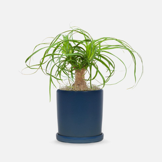 Ponytail Palm - Piccolo Plants for Mom