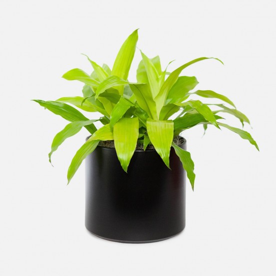 Dracaena Limelight - Grande Large Indoor Plants 