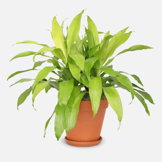 Dracaena Limelight - X-Grande Large Indoor Plants 