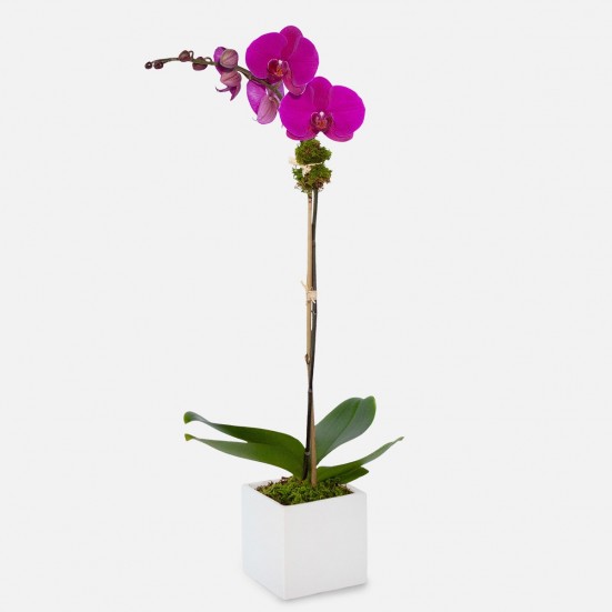 1-Stem Purple Phalaenopsis in Ceramic Indoor Blooming Plants