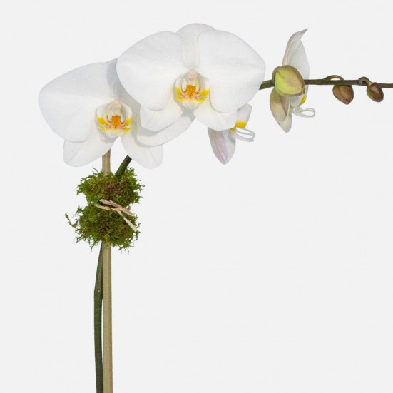 Classic 1-stem Phalaenopsis in Ceramic Pet Friendly Plants
