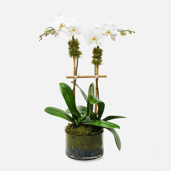 Classic 2-Stem Phalaenopsis in Glass Orchid Plants