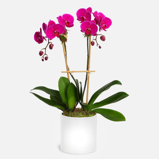 2-Stem Purple Phalaenopsis in Ceramic Indoor Blooming Plants