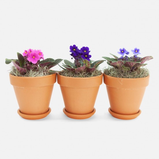 African Violet in Clay Indoor Blooming Plants