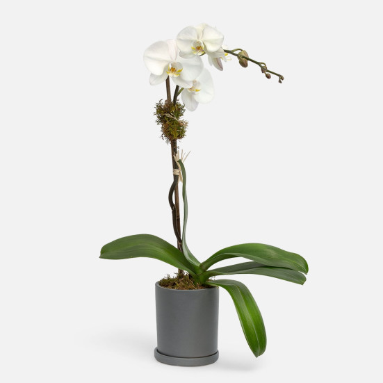 White Orchid Plant - Single Indoor Blooming Plants