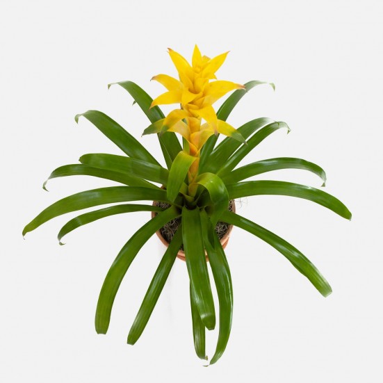 Yellow Bromeliad Guzmania  Indoor Blooming Plants