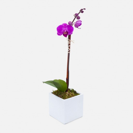 Mini Purple Phalaenopsis in Cube Fall Collection