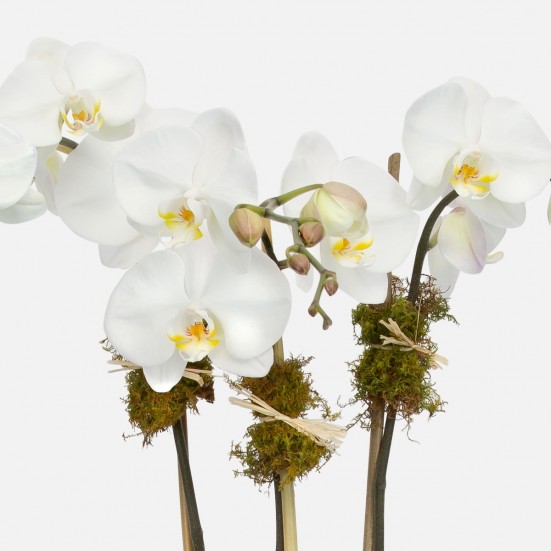 Ash 3-Stem Phalaenopsis Indoor Blooming Plants