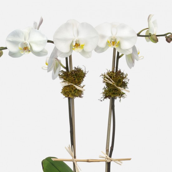 Sharona 2-Stem Phalaenopsis Indoor Blooming Plants