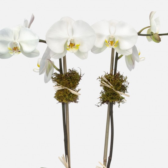 Ash 2-Stem Phalaenopsis Indoor Blooming Plants